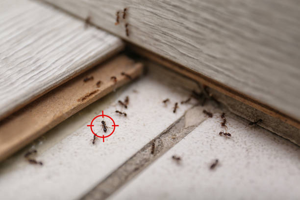 Best Wasp Removal Services  in Walnut, CA