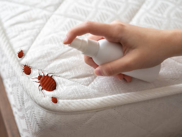 Best Termite Control Services  in Walnut, CA